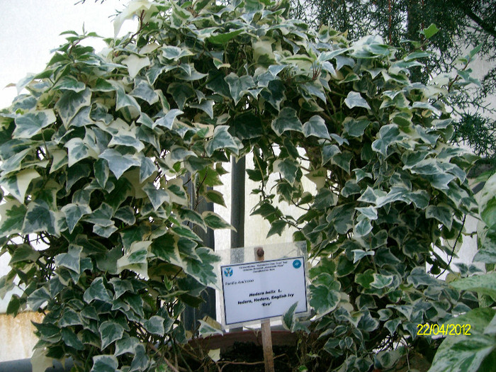 hedera helix - Gradina Botanica Iasi 2012