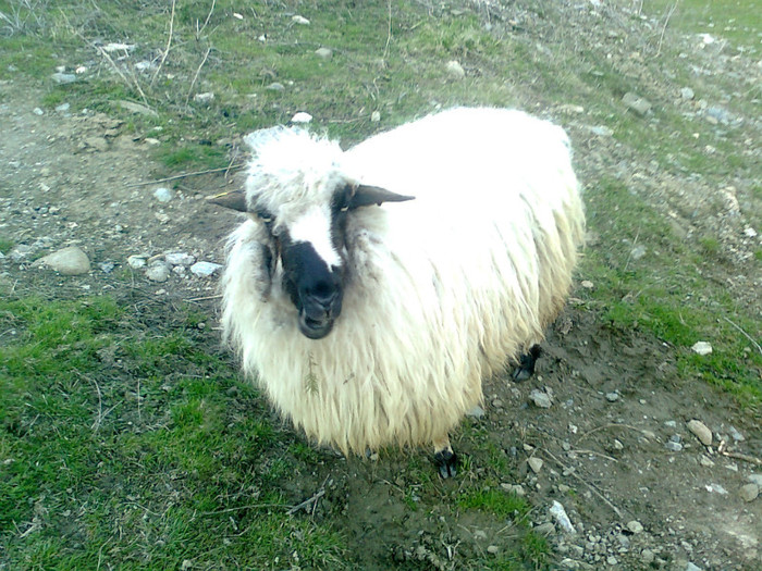 Fotografie0412 - oile mele2012