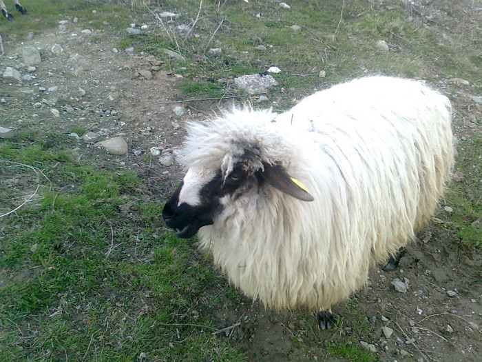 Fotografie0413 - oile mele2012