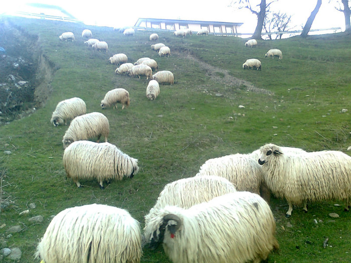 Fotografie0416 - oile mele2012