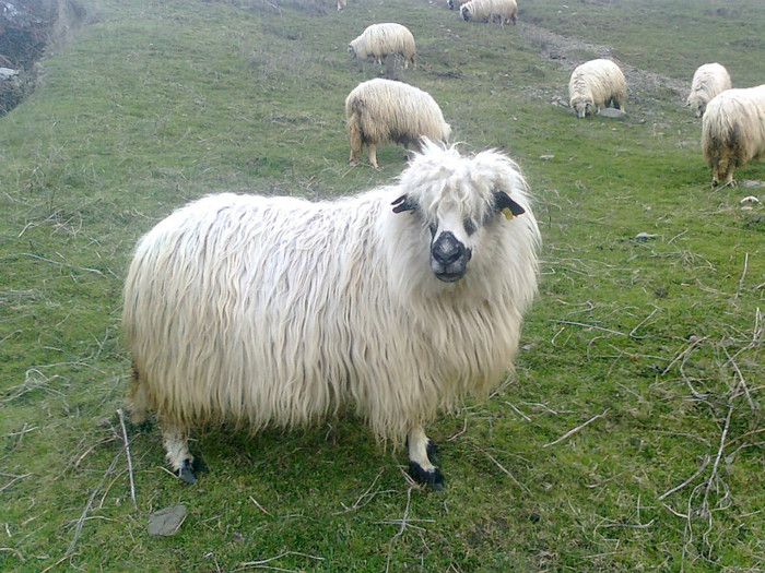 Fotografie0429 - oile mele2012