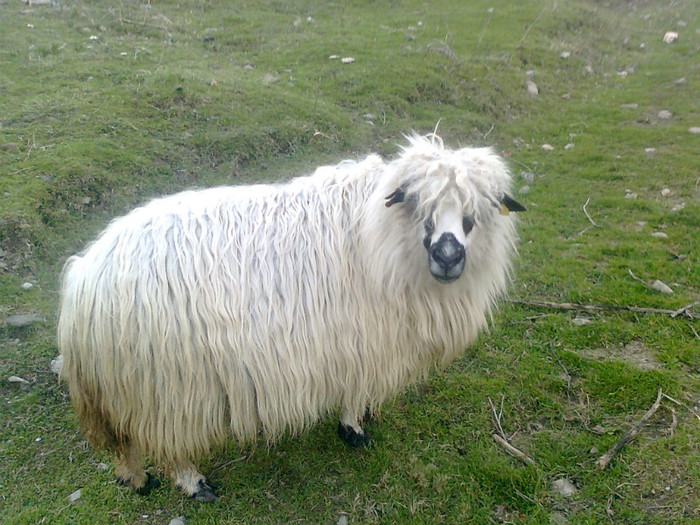 Fotografie0434 - oile mele2012