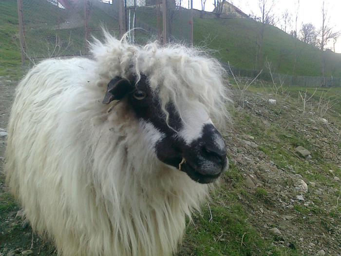 Fotografie0439 - oile mele2012