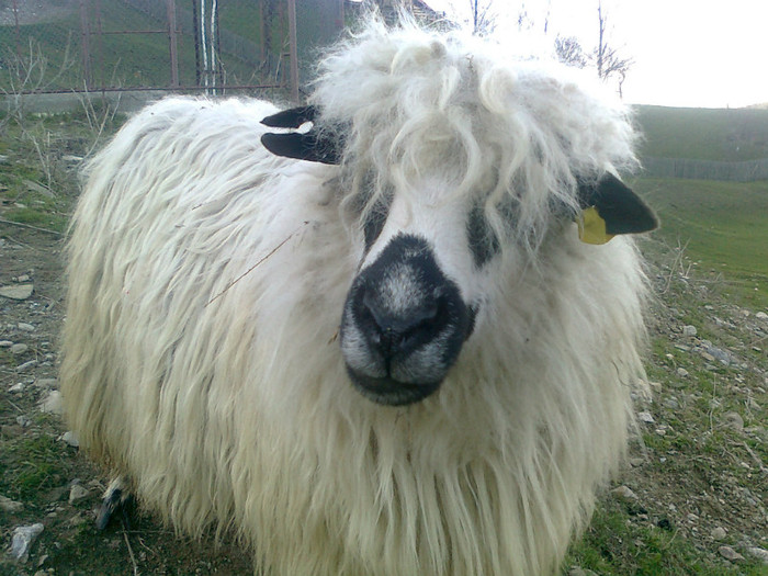 Fotografie0440 - oile mele2012