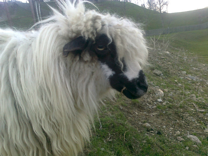 Fotografie0441 - oile mele2012