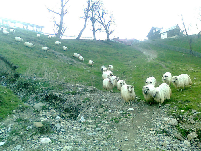 Fotografie0445 - oile mele2012