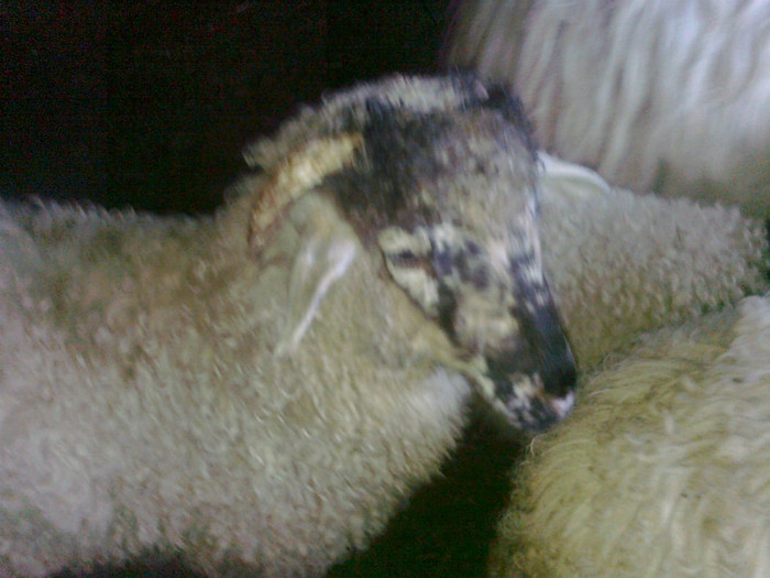 Fotografie0466 - oile mele2012