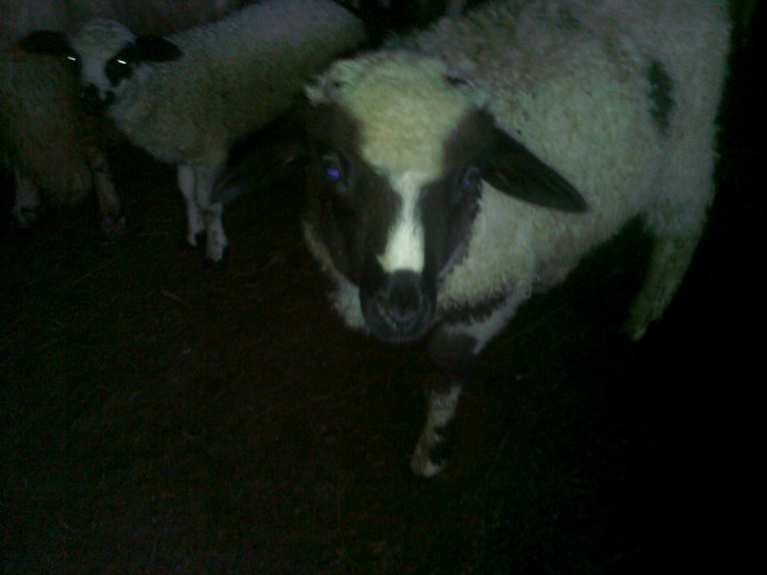 Fotografie0467 - oile mele2012