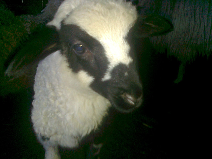 Fotografie0472 - oile mele2012