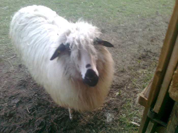 Fotografie0473 - oile mele2012