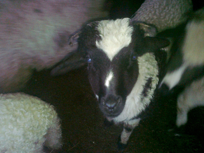 Fotografie0474 - oile mele2012