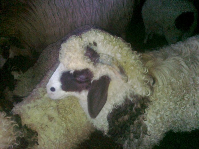 Fotografie0475 - oile mele2012