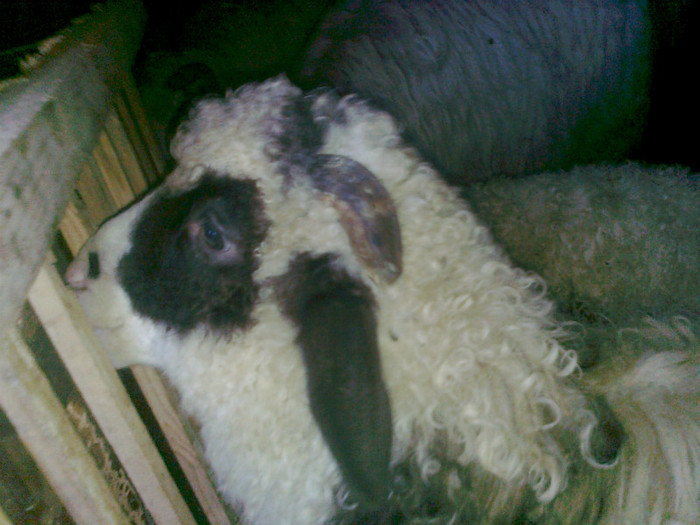 Fotografie0480 - oile mele2012