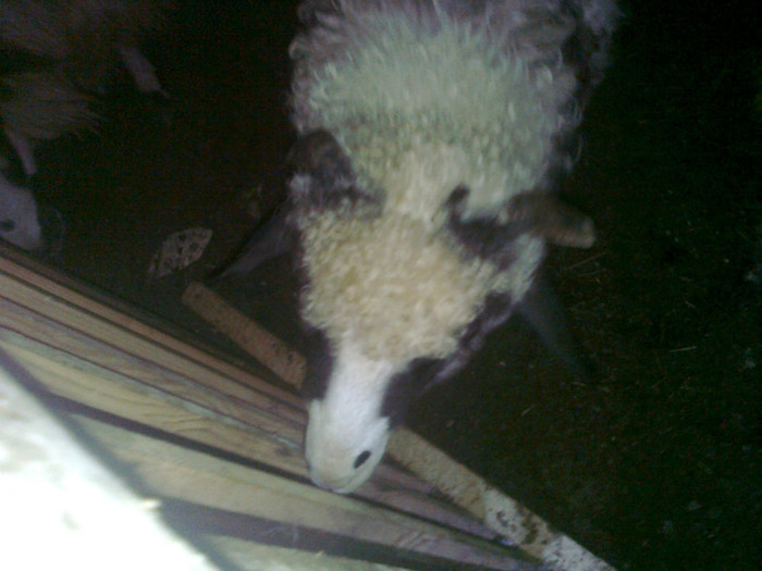 Fotografie0482 - oile mele2012