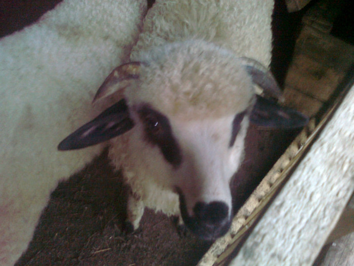 Fotografie0485 - oile mele2012