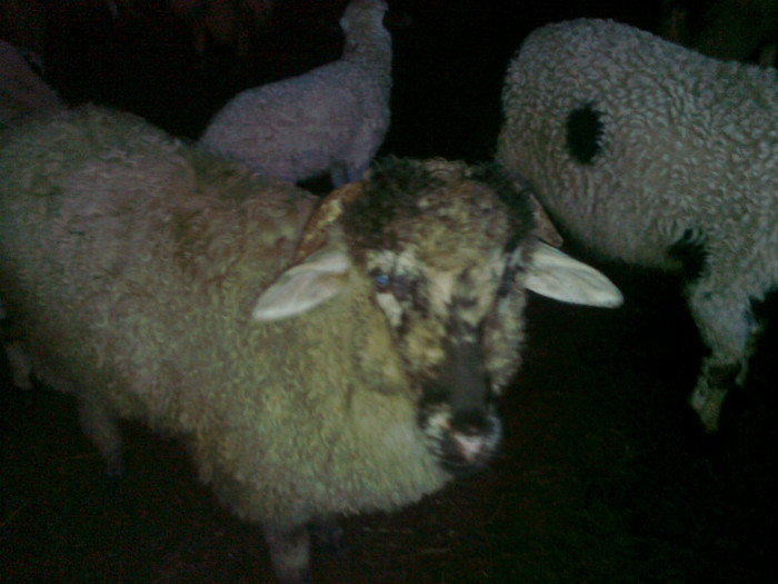 Fotografie0488 - oile mele2012