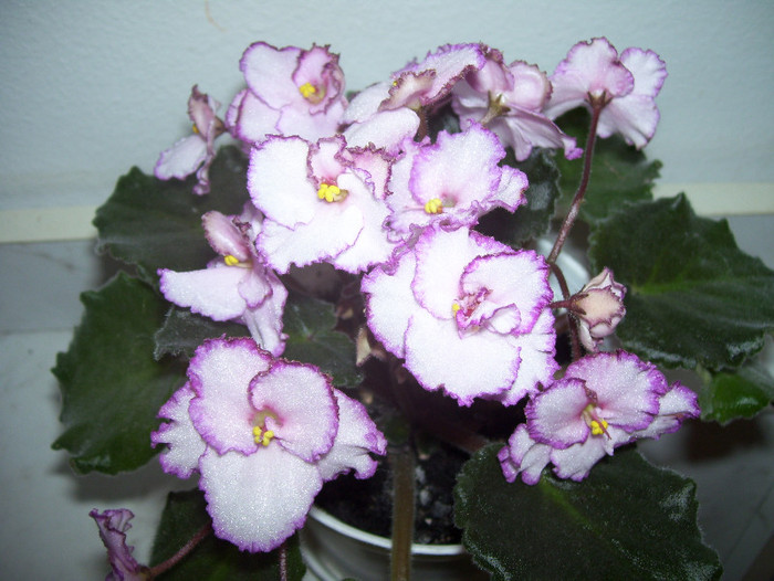  - violete 2012