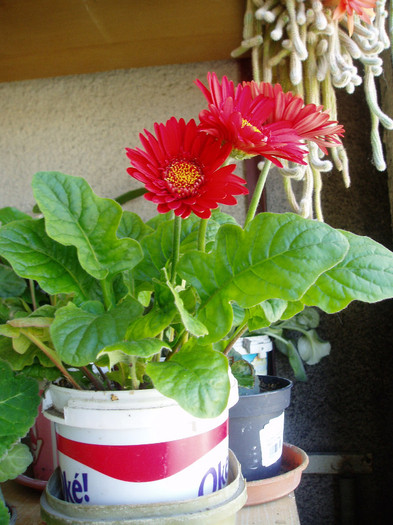 P1010094 - Florile tatalui meu