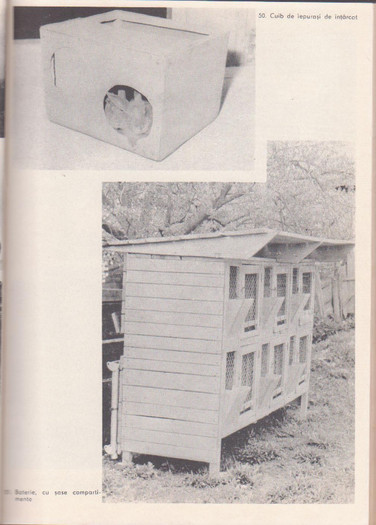 p141 077 - IEPURELE DE CASA - CRESTERE SI VALORIFICARE