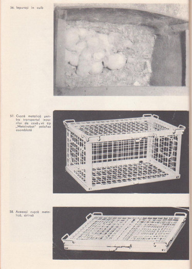 p141 080 - IEPURELE DE CASA - CRESTERE SI VALORIFICARE