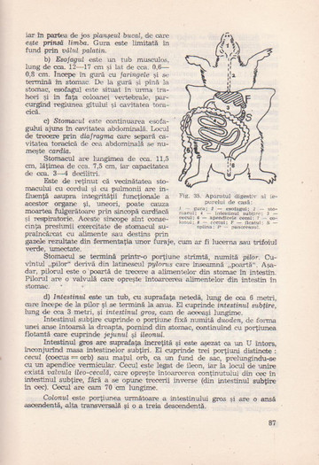 p141 103 - IEPURELE DE CASA - CRESTERE SI VALORIFICARE