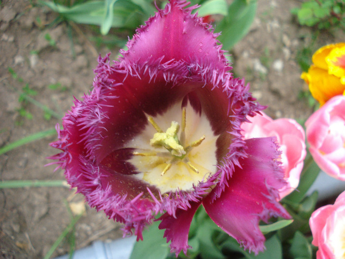 Barbados, fringed tulip, 01may2011 - Barbados TBV tulip