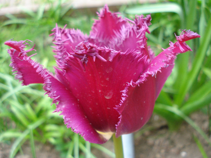 Barbados, fringed tulip, 01may2011