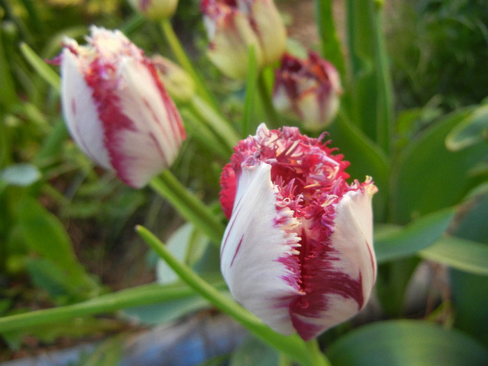 Barbados TBV, broken tulip 22apr12 - Barbados TBV tulip