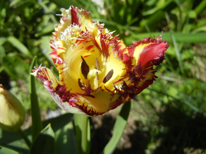 Barbados TBV, broken tulip 23apr12 - Barbados TBV tulip