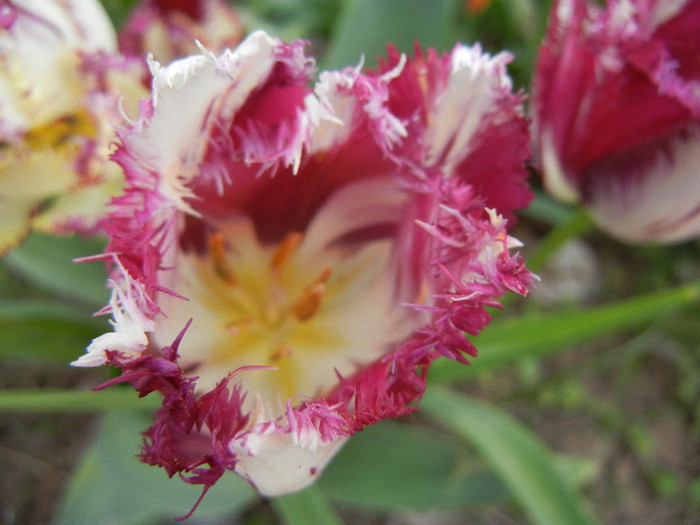 Barbados TBV, broken tulip 25apr12 - Barbados TBV tulip