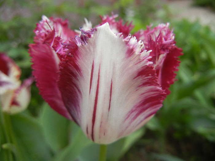 Barbados TBV, broken tulip 25apr12 - Barbados TBV tulip