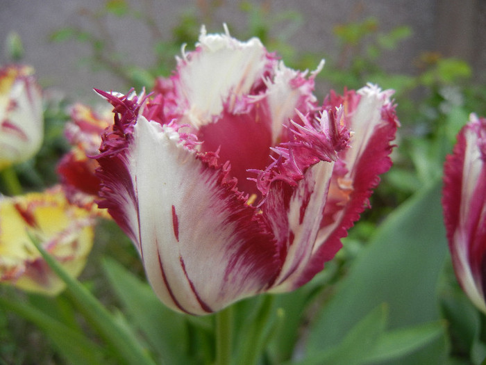 Barbados TBV, broken tulip 25apr12 - Barbados TBV tulip