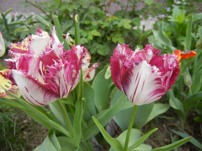 Barbados TBV, broken tulip 25apr12 - Barbados TBV tulip