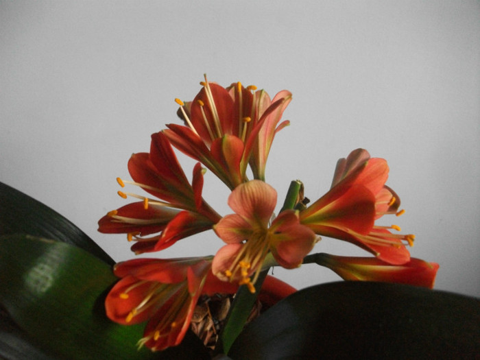 poze 3475 - clivia aprilie