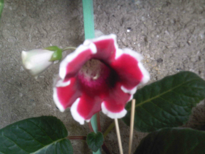 kaiser friedrich - Gloxinia 2012