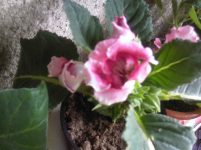 roz cu mijloc grena -25 aprilie - Gloxinia 2012