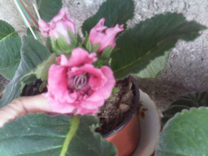 roz cu mijloc grena - Gloxinia 2012