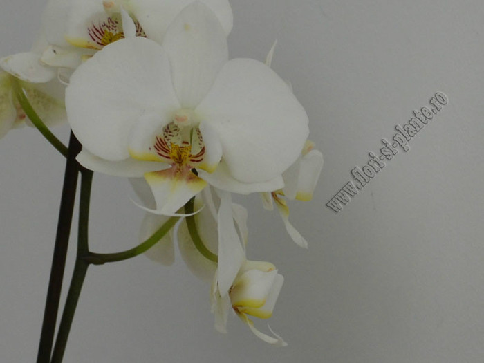 Phalaenopsis alb - Queen of Orchids and other