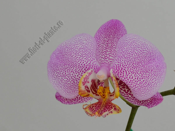 Phalaenopsis 6 - Queen of Orchids and other