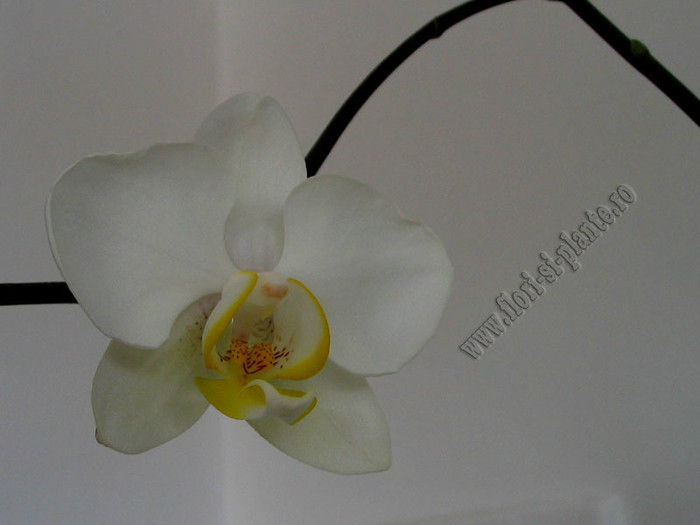 Phalaenopsis alb II - Queen of Orchids and other