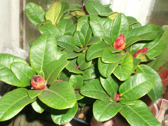 rhododendron - flori de interior 2012