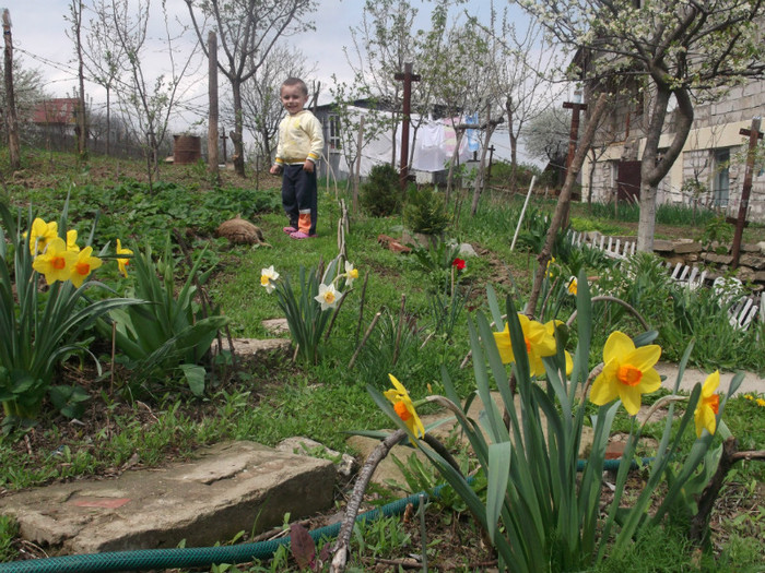 DSCF2046 - gradina primavara 2012