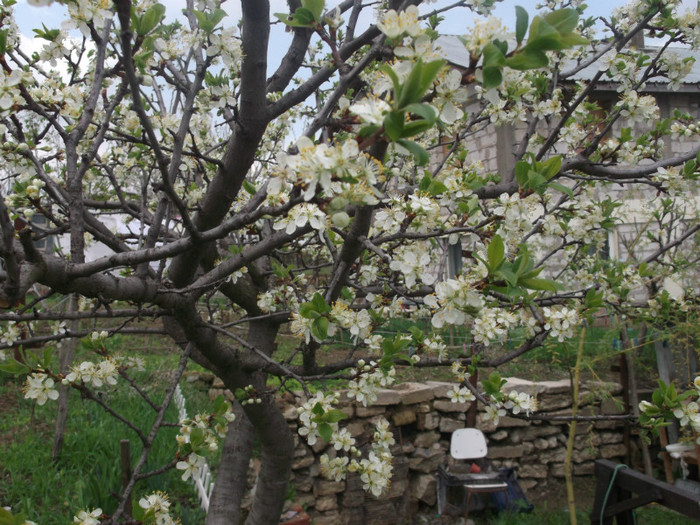 prun - gradina primavara 2012