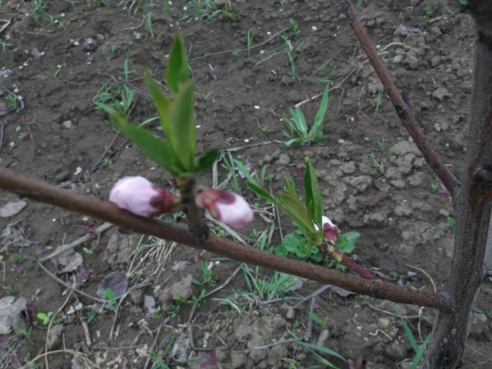 nectarin - gradina primavara 2012