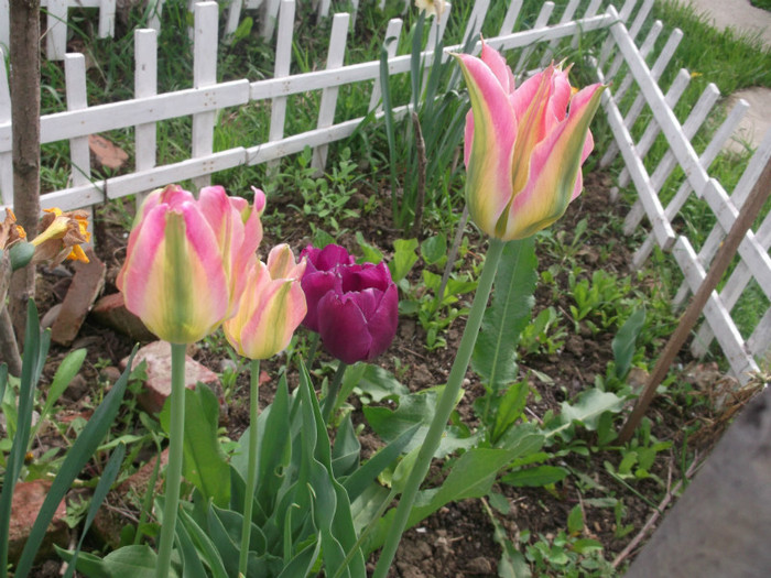 DSCF2095 - gradina primavara 2012