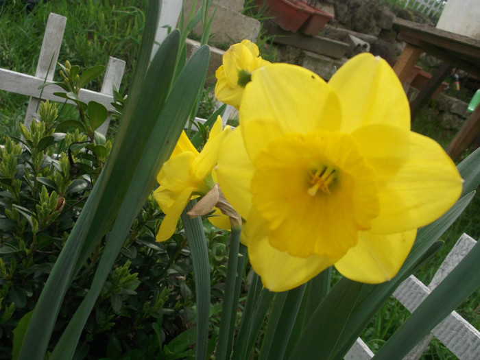 DSCF2096 - gradina primavara 2012