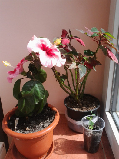 0129 - HIBISCUS 2011-2012-2013