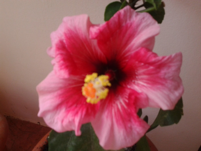 Pink Dream - HIBISCUS 2011-2012-2013