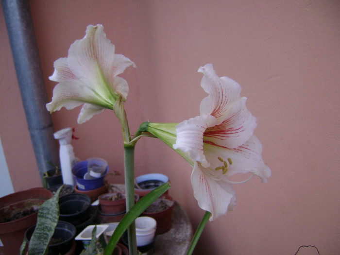 DSC08520 - amaryllis 2012