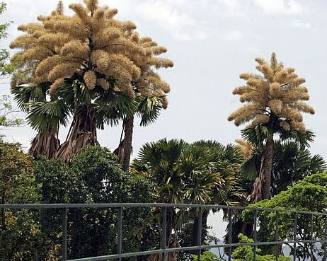 Corypha umbraculifera